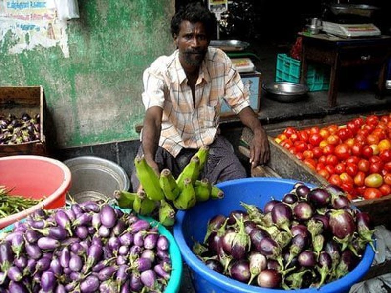 india eggplant market