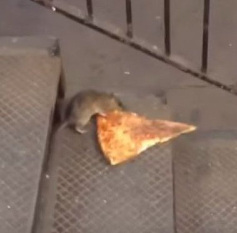 New York City rat taking pizza home on t e