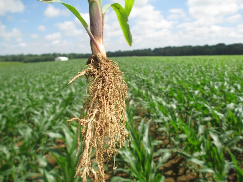 Corn SidewallCompaction