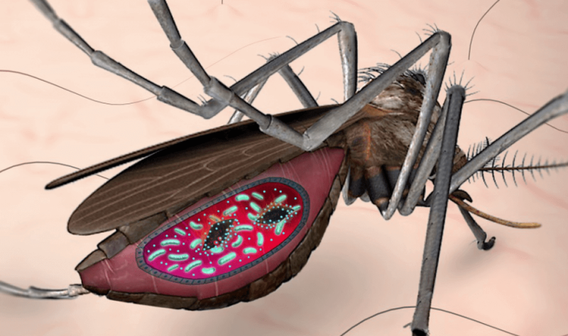 CAS malaria mosquito gut tuwr si sktnbzr zaww