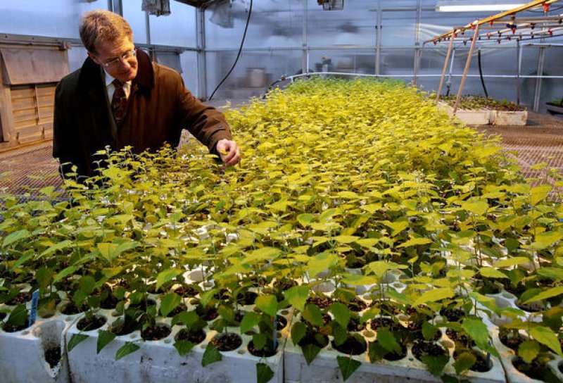 WSU biochemist Norman Lewis inspects cuttings from genetically engineered poplars in a Western Washington greenhouse (CREDIT: Greg Gilbert / The Seattle Times).