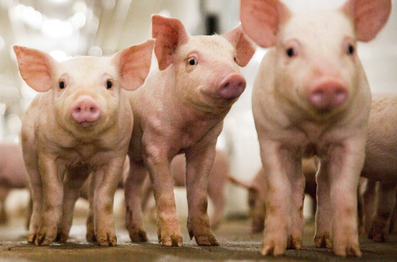 _20240220_on_crispr_pig