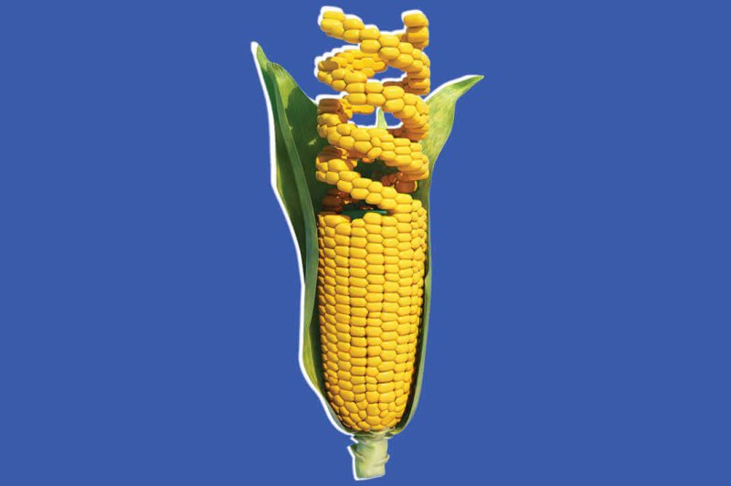 gmo corn w h x