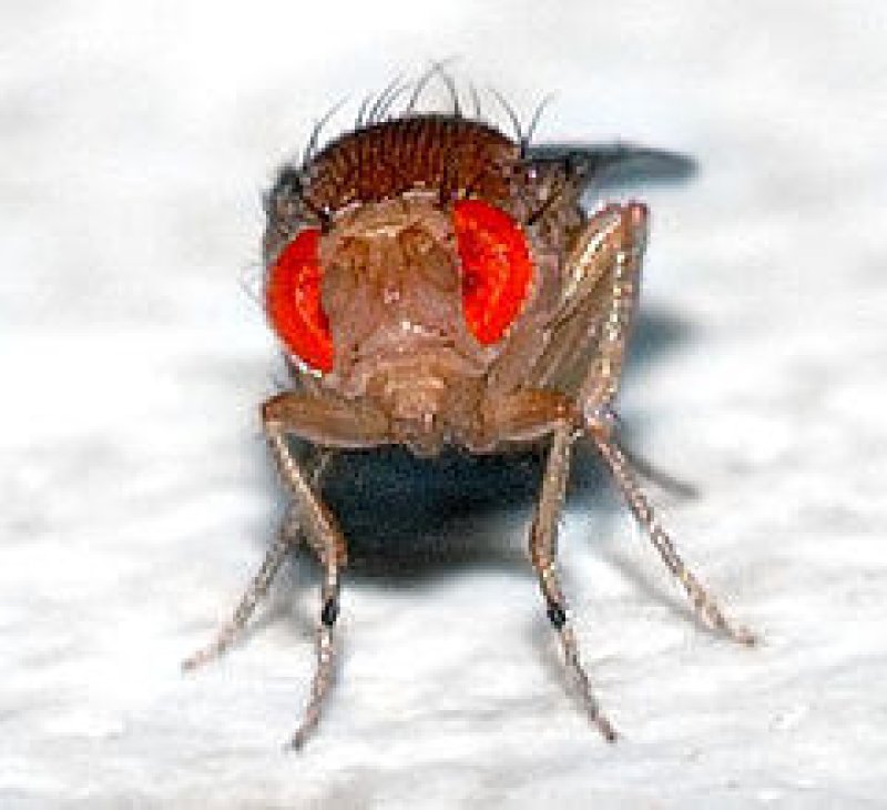 px Drosophila melanogaster front aka