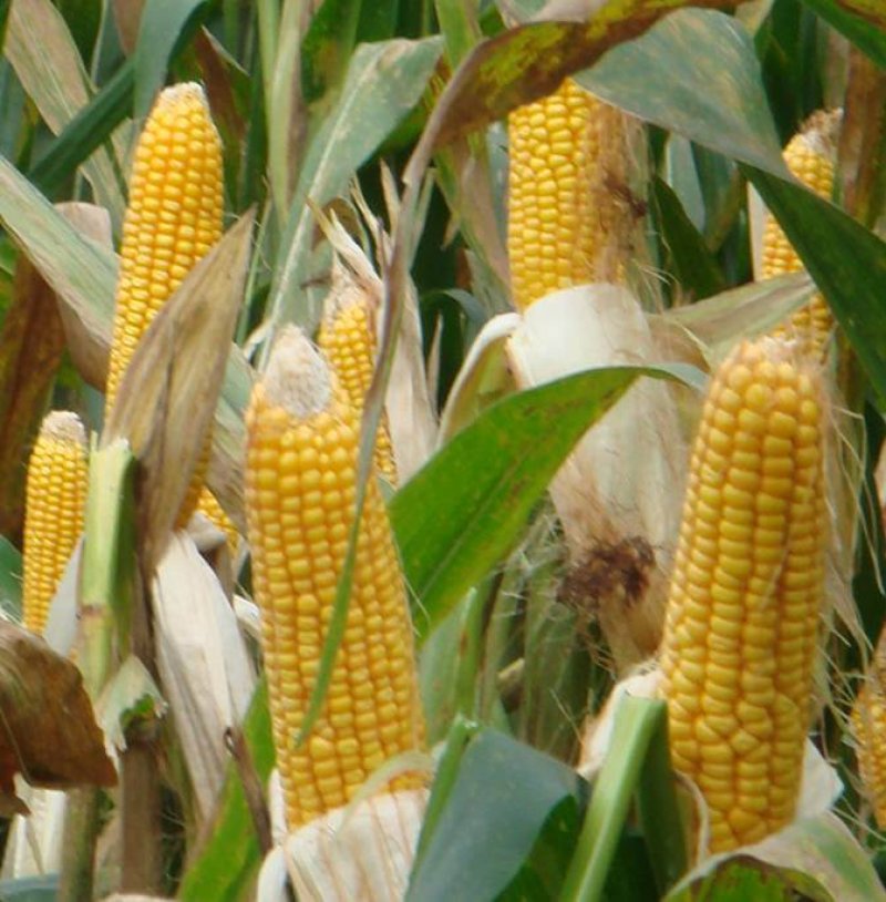 Future of corn could improve maize's sustainability and