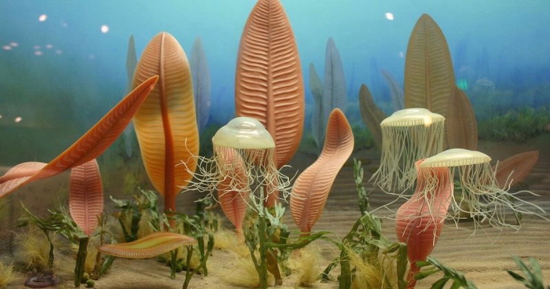 What spurred the Cambrian explosion? Evolving animals may have led to more  oxygen, not other way around - Genetic Literacy Project