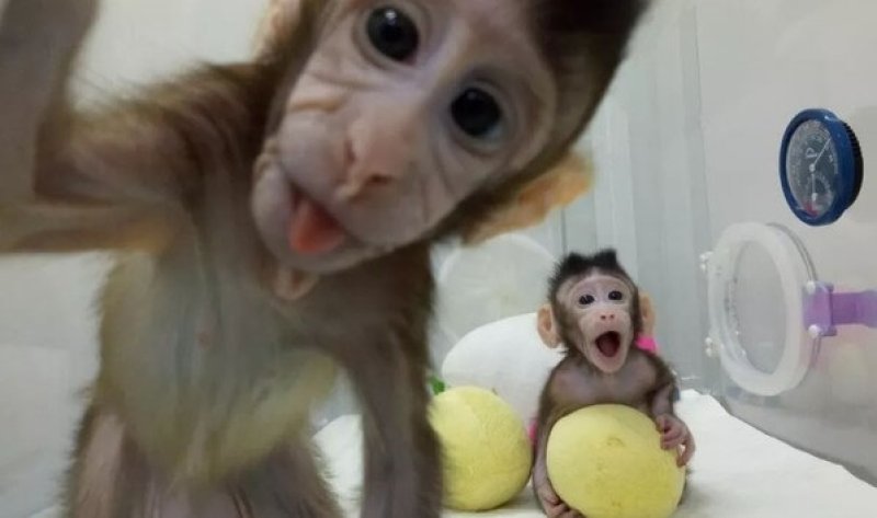 Two genetically identical cloned monkeys play in their incubator in Shanghai, China. Image credit: QIANG SUN AND MU-MING POO/CHINESE ACADEMY OF SCIENCES