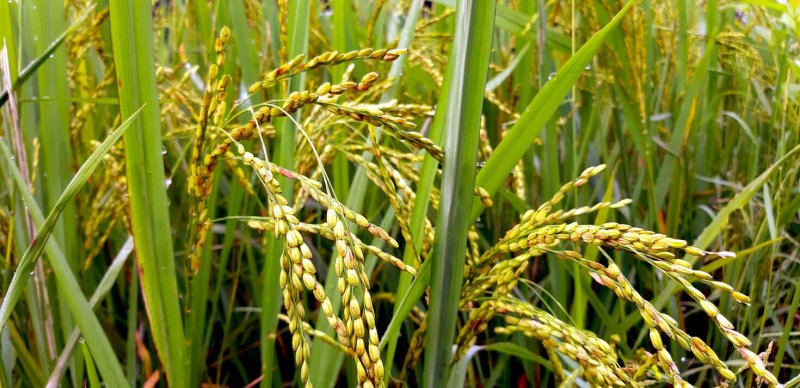 Rice field.Close-up to Indian rice seeds in ear of paddy.Close up of yellow green rice field.