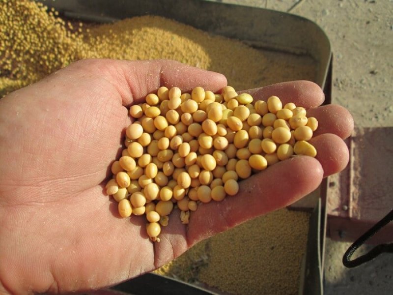 illinois soybean high yield value