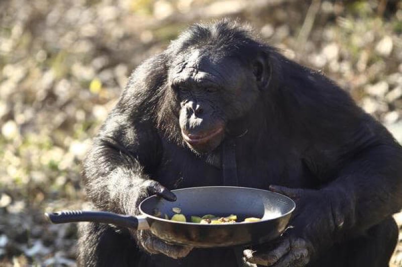 Kanzi the bonobo (a species closely related to chimps) holds a pan of vegetables he cooked at the Great Ape Trust in Des Moines, Iowa, November 2011. Kanzi was taught to cook. However, a study shows that animals can acquire a cooking-like skill on their own. Credit: Laurentiu Garofeanu/Barcroft Media.