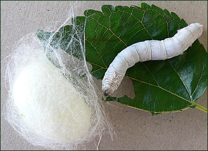 Silkworms may be key to improving blood preservation, medical