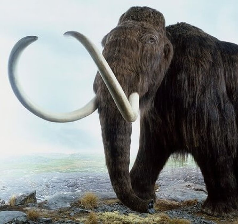 Woolly mammoth (Mammuthus primigenius), a model of an extinct Ice Age mammoth. Credit: Andrew Nelmerm/Getty Images/Dorling Kindersley.
