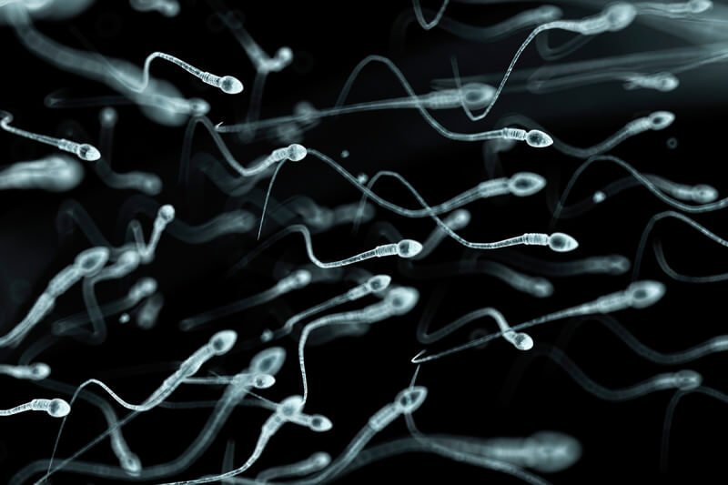 human sperm artwork spl x