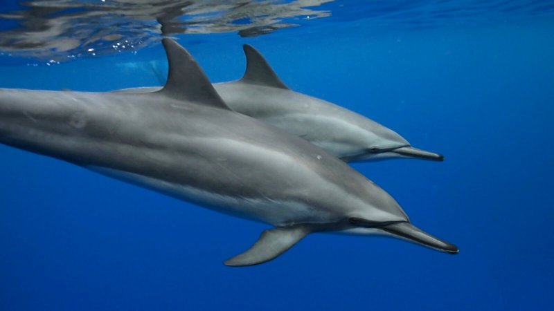c be d a cc ff db ec heres what we know about dolphin intelligence