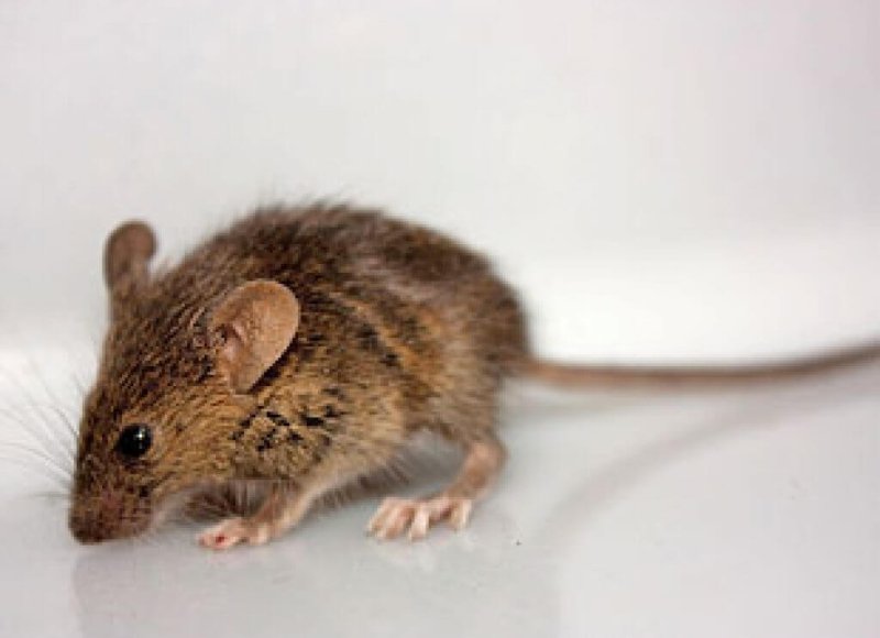 The Mystery Of The Mutant Mice That Never Got Fat ubg tlcbmz xj gghzwg