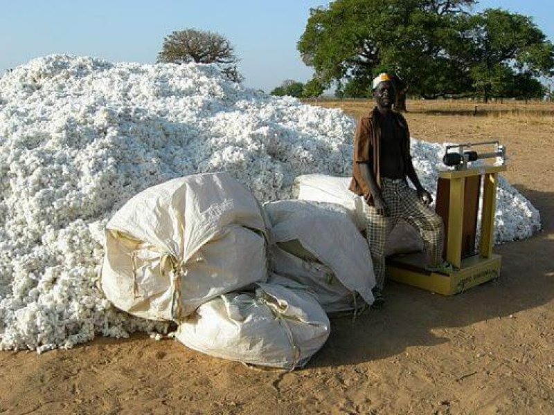 px Dourtenga cotton harvest