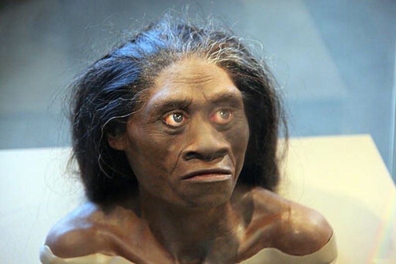 px Homo floresiensis adult female model of head Smithsonian Museum of Natural History