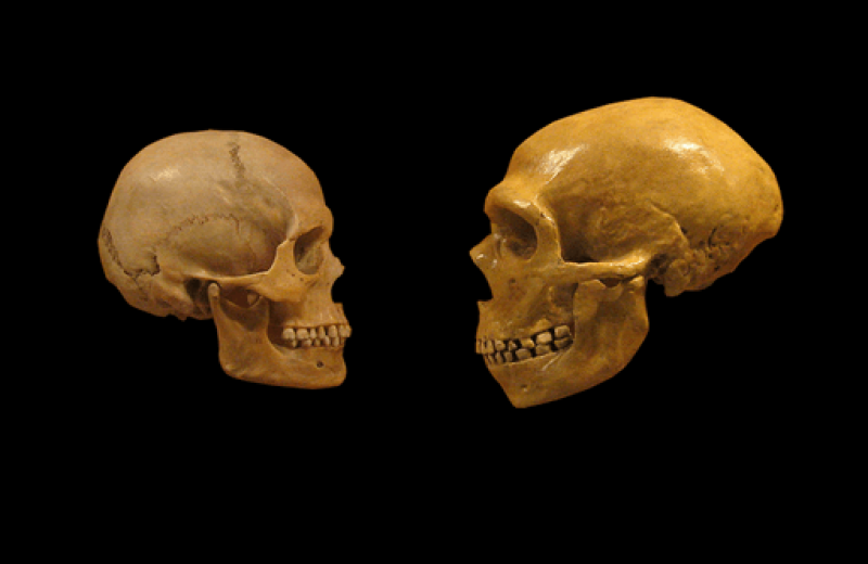 px Sapiens neanderthal comparison en blackbackground