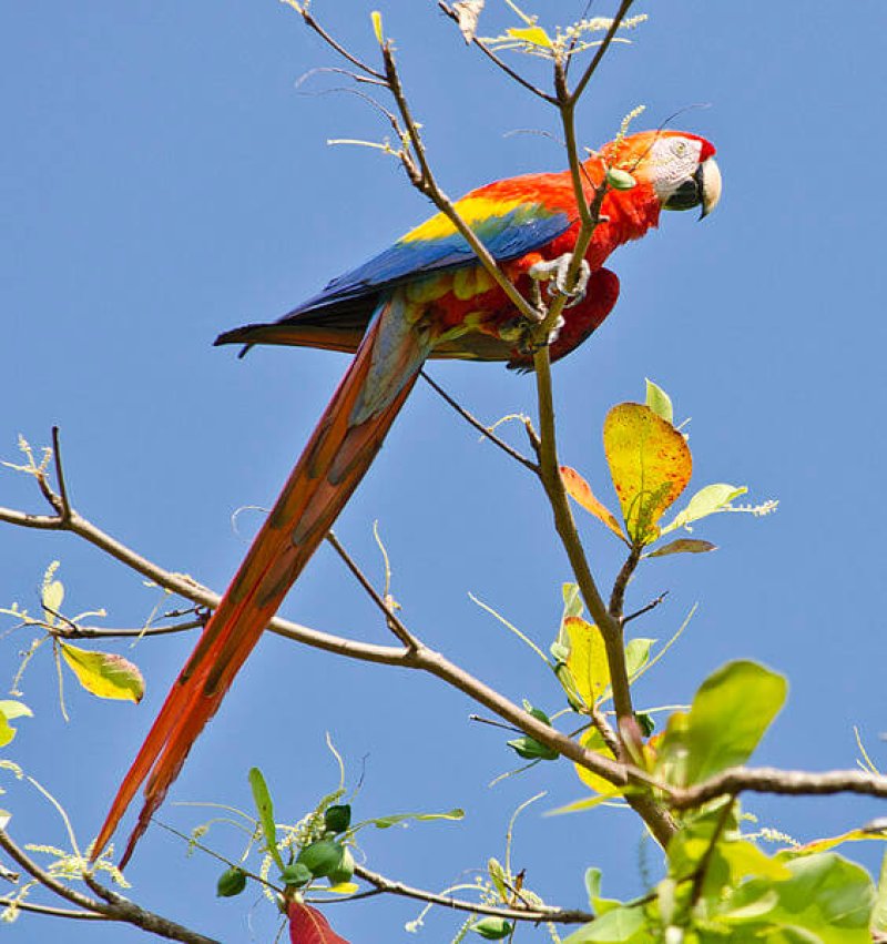 px Ara macao Puntarenas Province Costa Rica