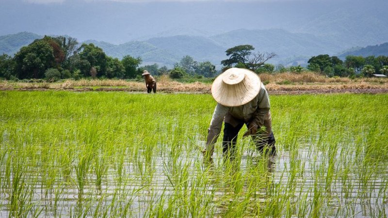 thailands rice farmers