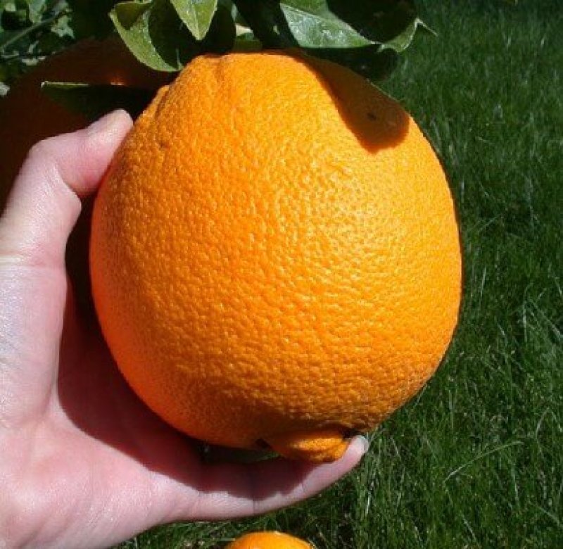 px Picking an orange e