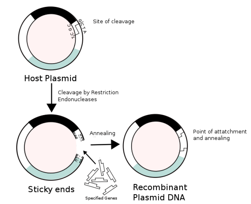 px Recombinant formation of plasmids svg