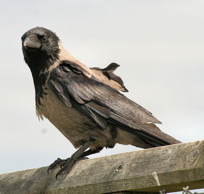 px Hooded Crow Corvus cornix