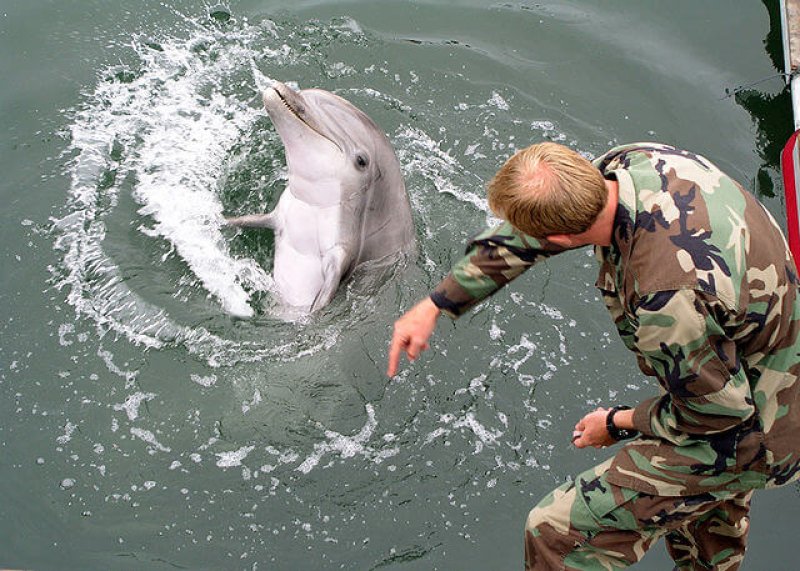px Military trained dolphin
