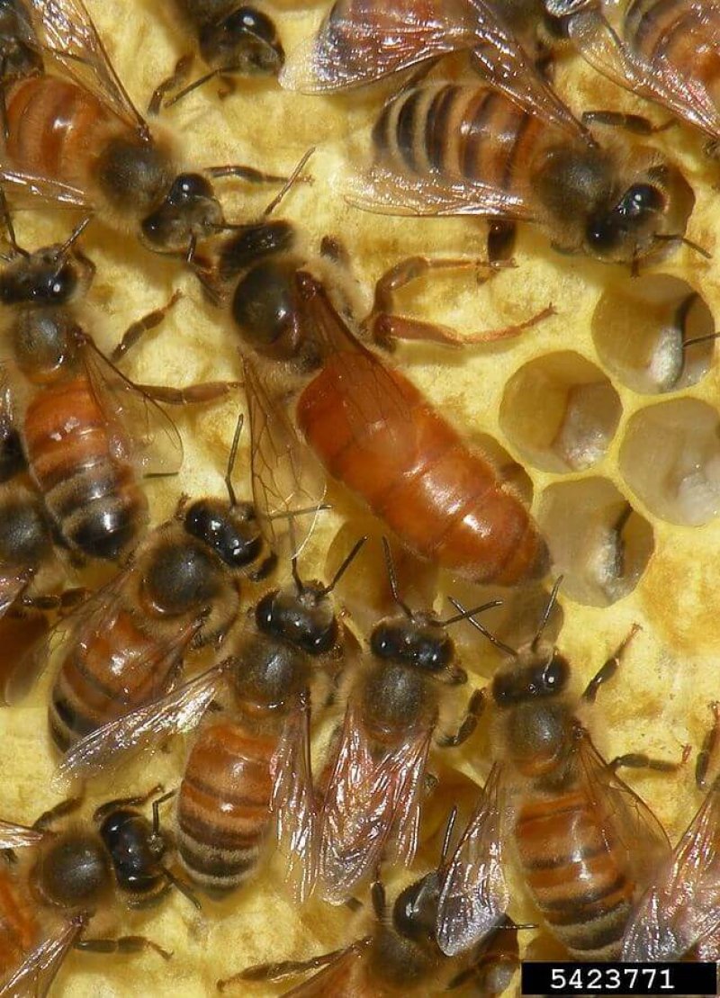 px Apis mellifera queen and workers