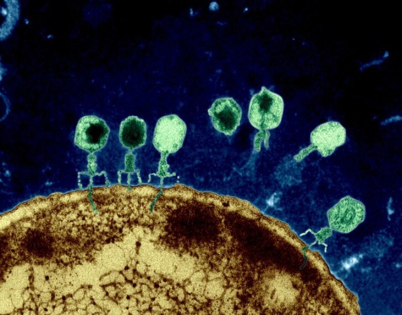Twilley phages