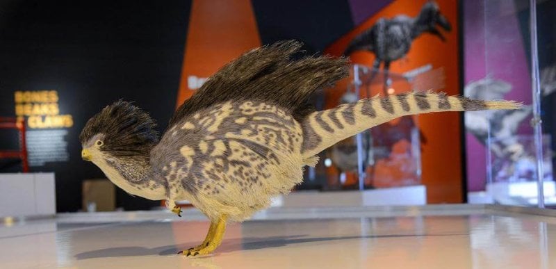feathered dinosaur adapt