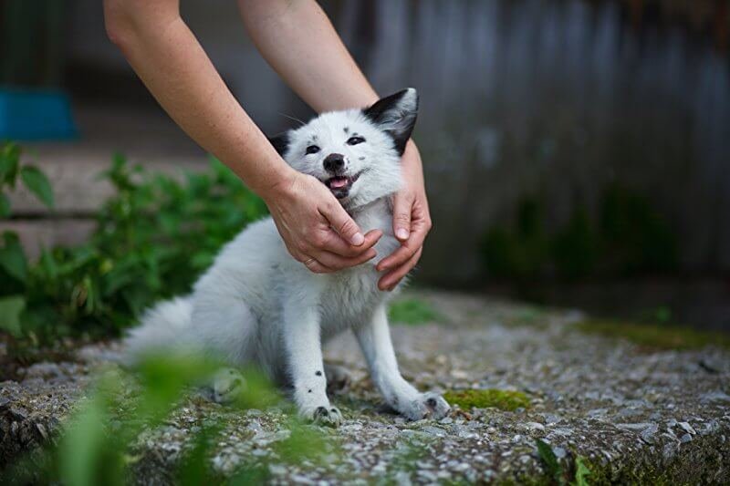 silver fox cub