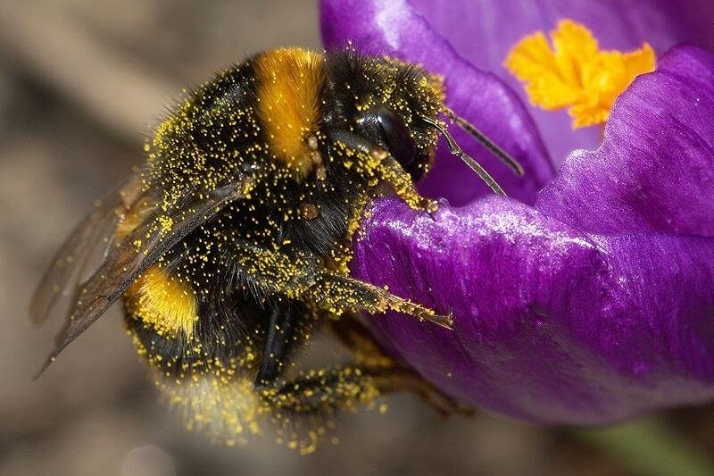 px Bumblebee