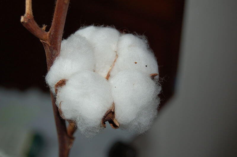 px Cotton