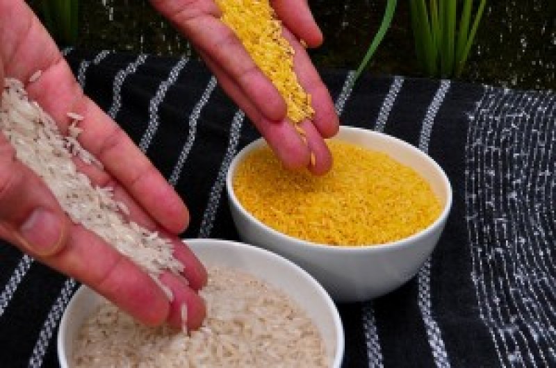 px Golden Rice x