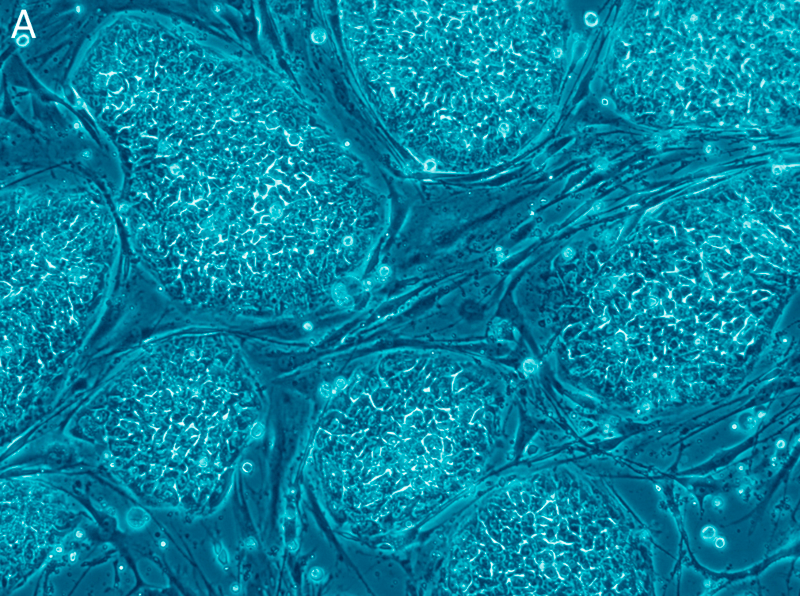 px Human embryonic stem cells only A