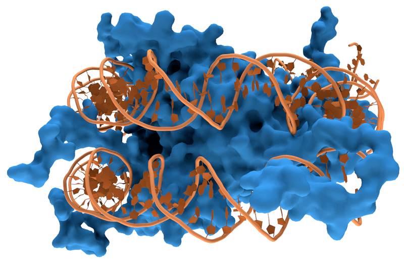 px Nucleosome
