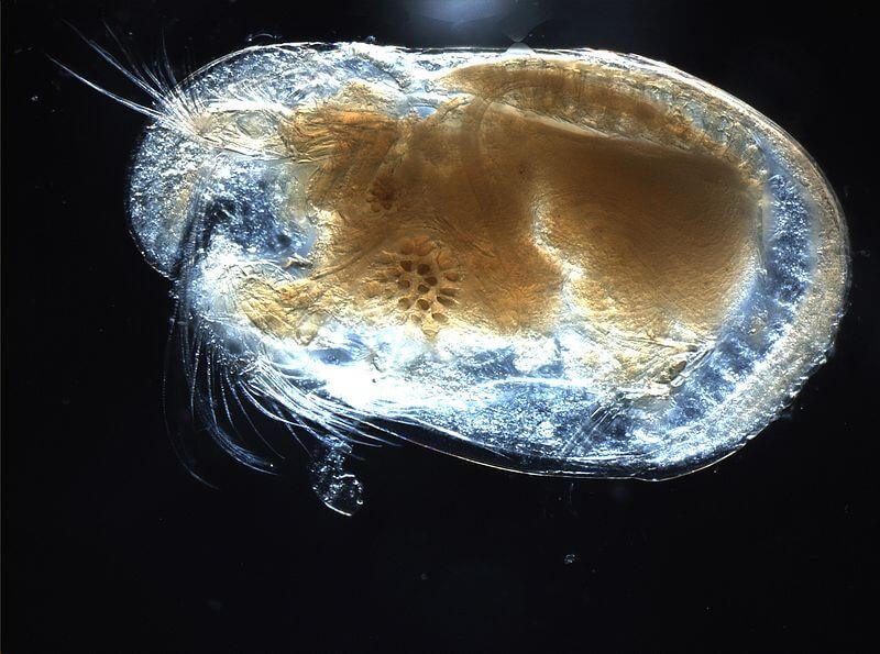 px Ostracod
