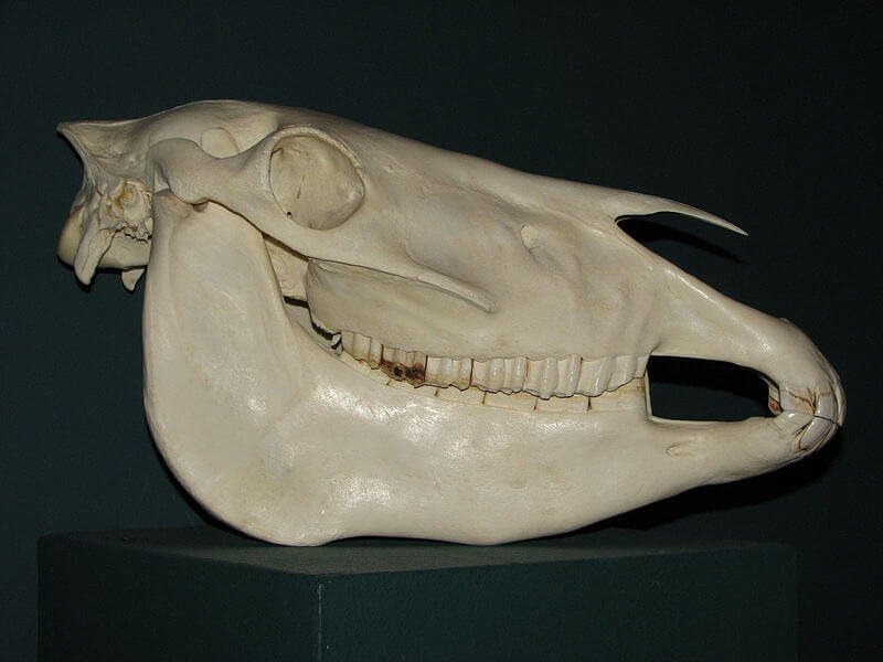 px Przewalski horse skull