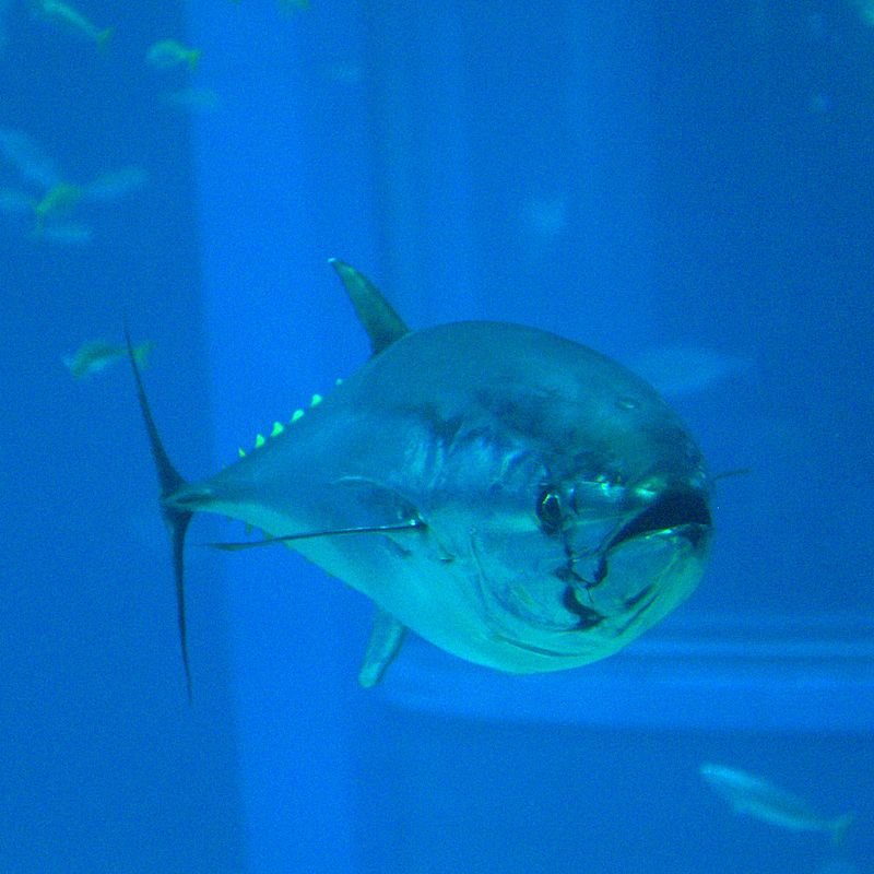 px Thunnus orientalis Osaka Kaiyukan Aquarium