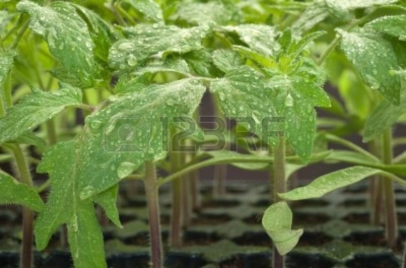 tomato seedling pot in closeup