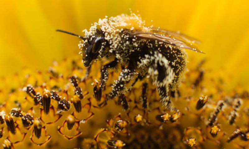 A bee collects pollen fro