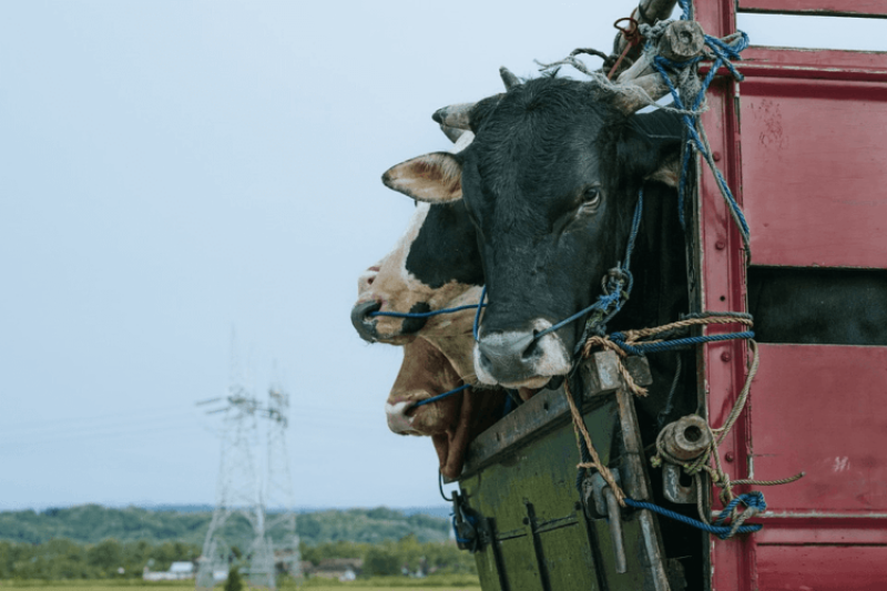 The United States is starting to ‘lag behind the rest of world’: FDA policy regulating animal biotechnology as a drug is contradictory and expensive. Here’s what should be done