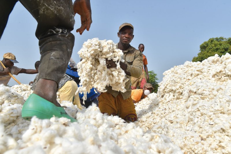 Africas cotton