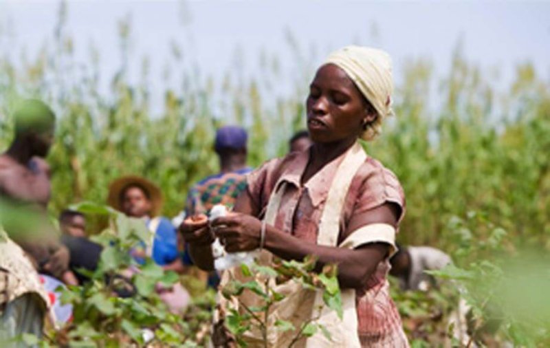 Afrikansiche Baumwolle