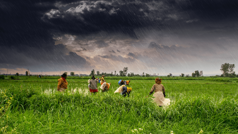 agriculture and rural farms of india