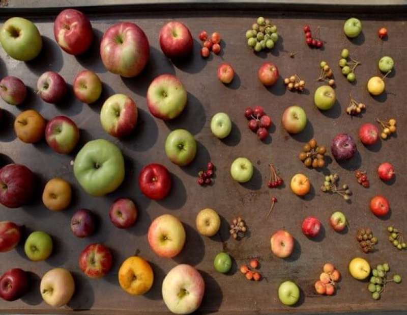 Apples are extremely genetically diverse. Credit: ARS