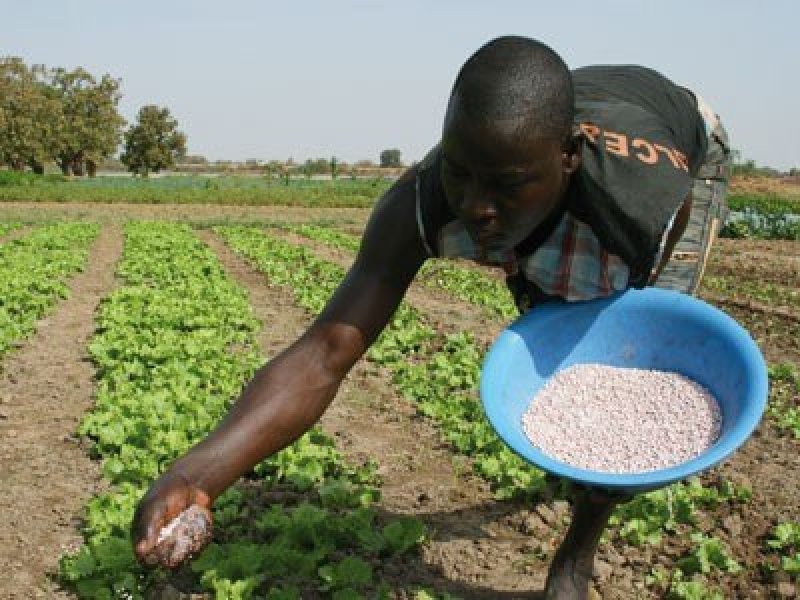 Planting crops that are drought resistant could enable farmers to use less water and fertilizer. Credit: A. Ouoba via FAO