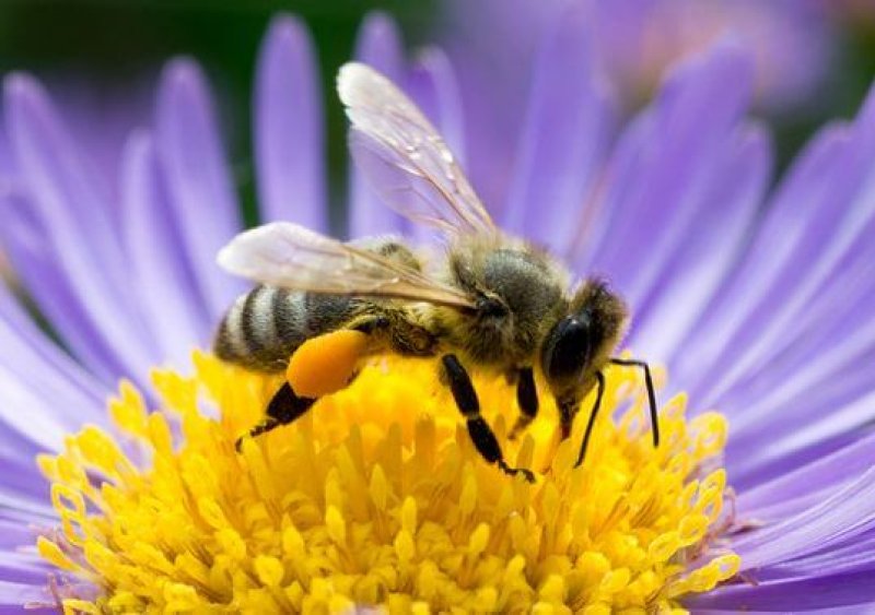 Australia Bee crisis could cost billions in lost agricultural production