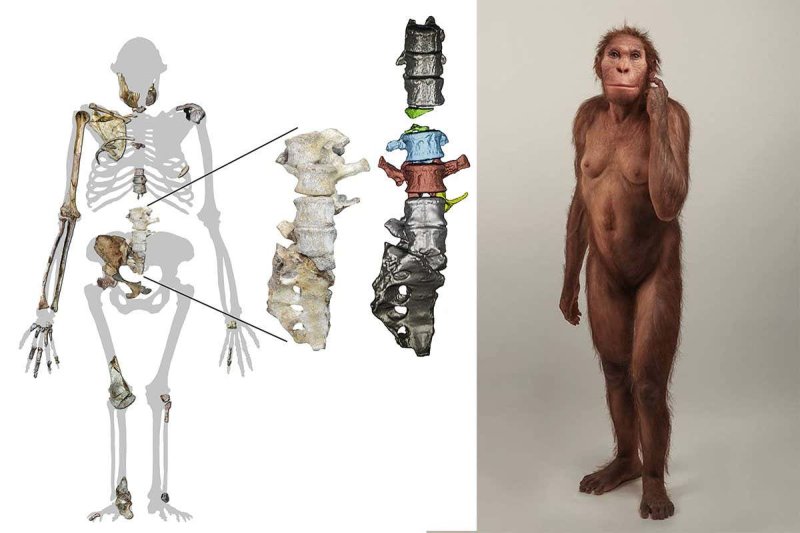 Australopithecus sediba. Credit: New Scientist